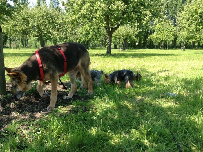 image - In livada cu meri