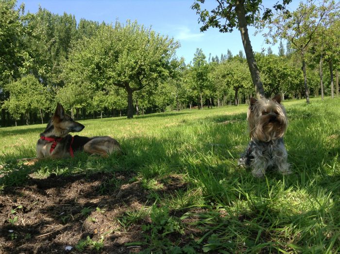 image - In livada cu meri