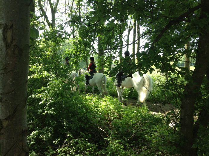 image - In livada cu meri