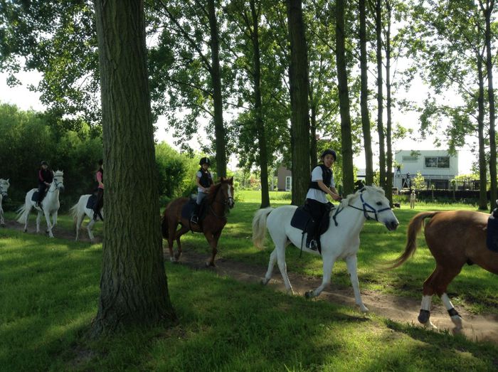 image - In livada cu meri