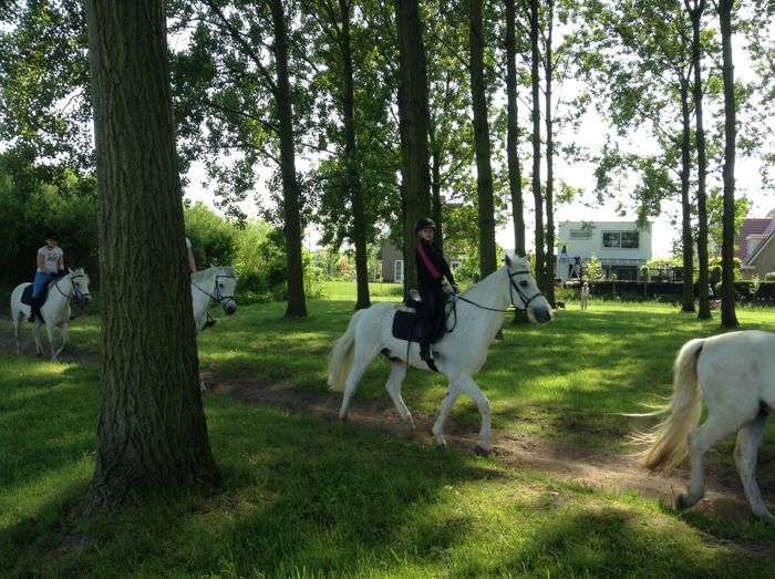 image - In livada cu meri