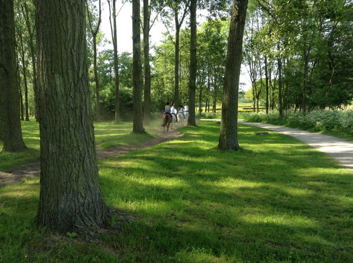 image - In livada cu meri