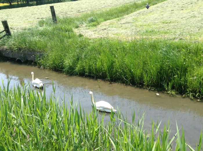 image - In livada cu meri