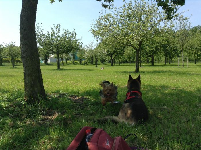 image - In livada cu meri