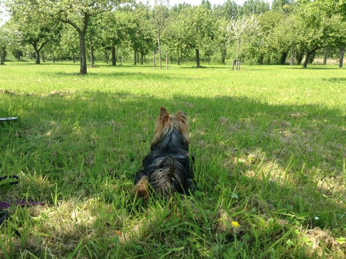 image - In livada cu meri