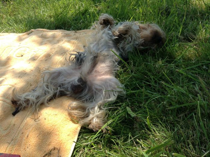 image - In livada cu meri