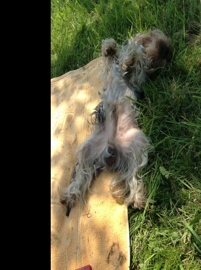 Relaxat la umbra marului - In livada cu meri