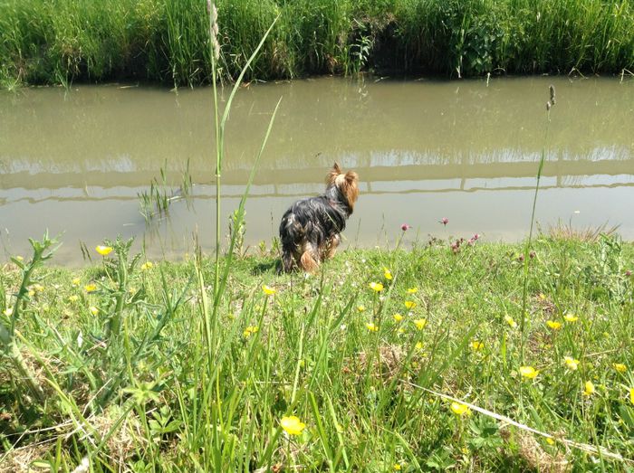 image - In livada cu meri