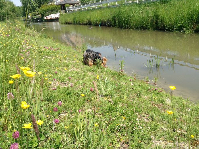 image - In livada cu meri