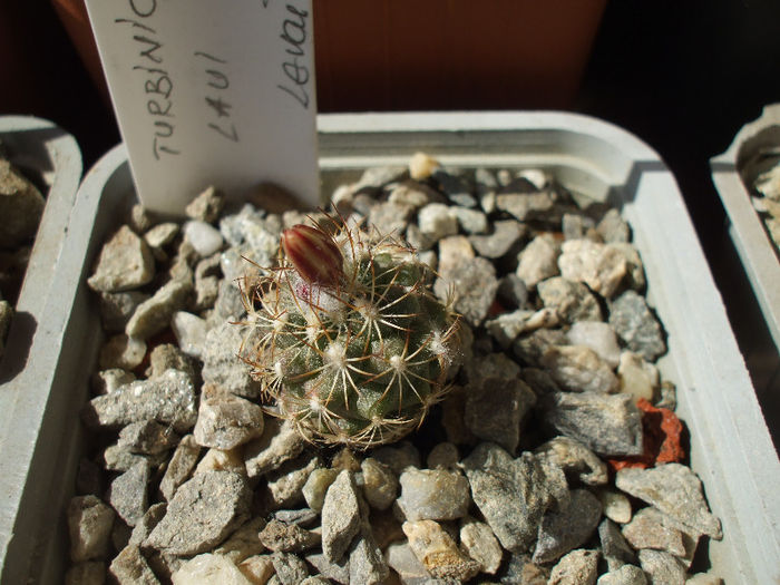 , boboc - Turbinicarpus