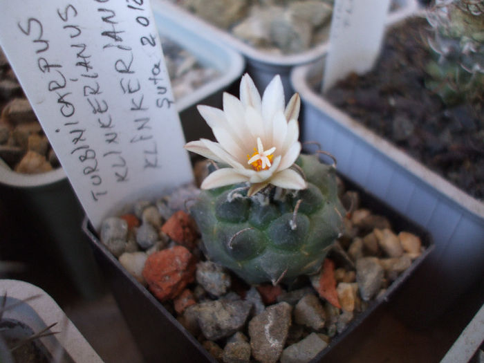 DSCF6204 - Turbinicarpus