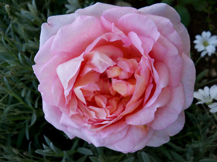 05.06.2013 - ABRAHAM DARBY 2013