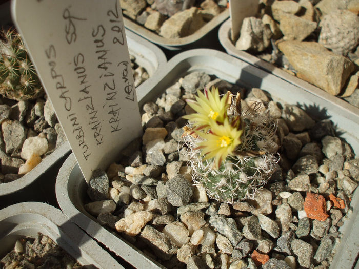 DSCF6256 - Turbinicarpus