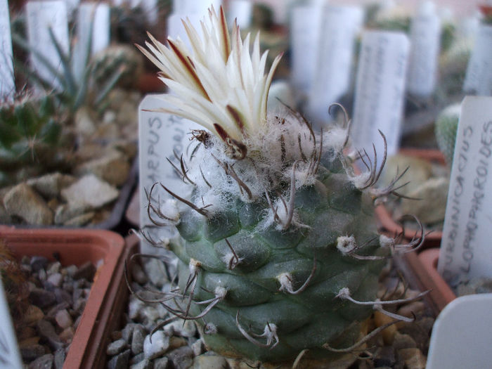 DSCF6278 - Turbinicarpus