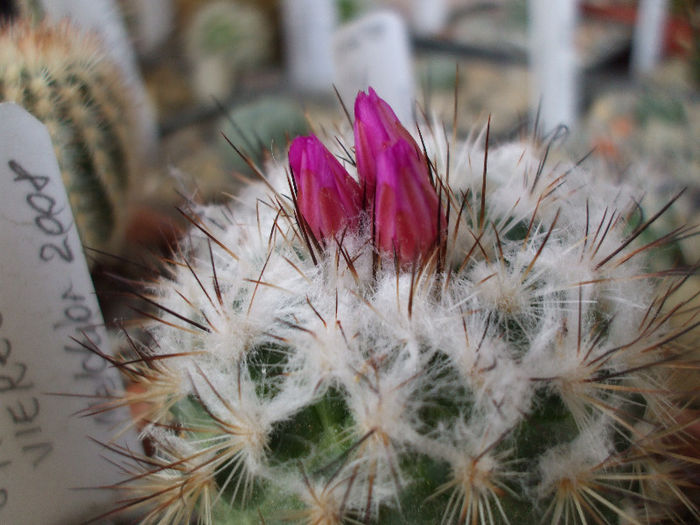 DSCF6297 - Turbinicarpus