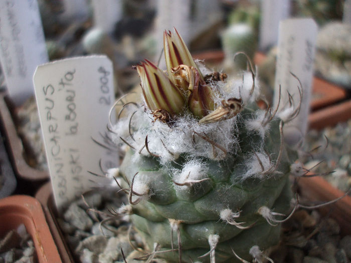 DSCF6304 - Turbinicarpus