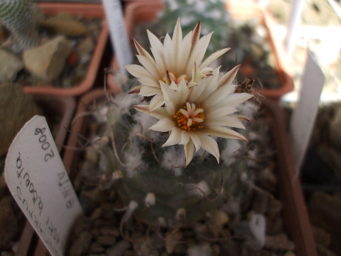 DSCF6311 - Turbinicarpus