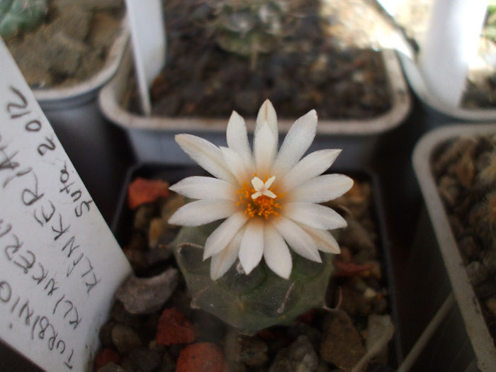 DSCF6313 - Turbinicarpus