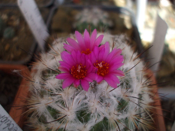 DSCF6316 - Turbinicarpus