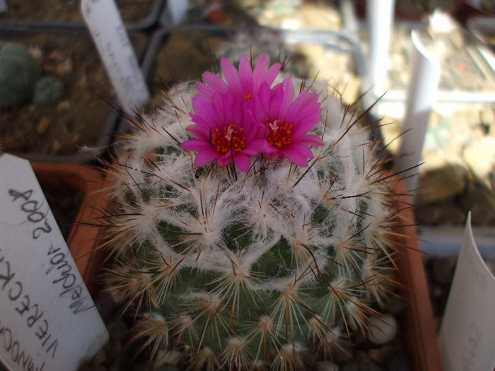 DSCF6317 - Turbinicarpus