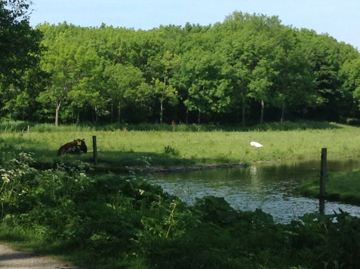 image - In livada cu meri