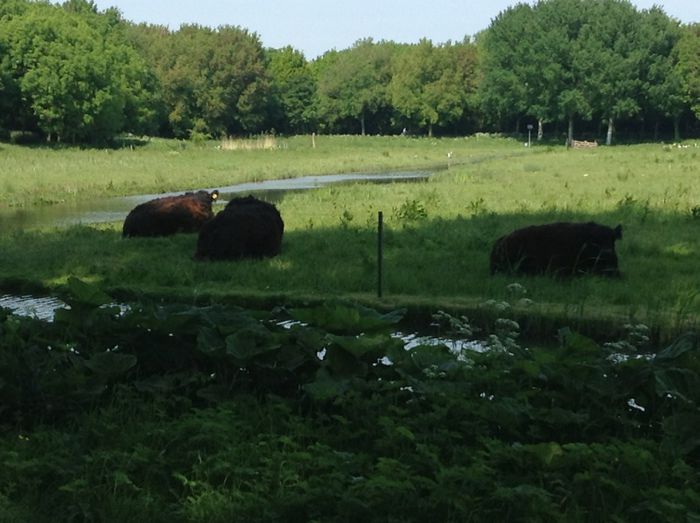 image - In livada cu meri