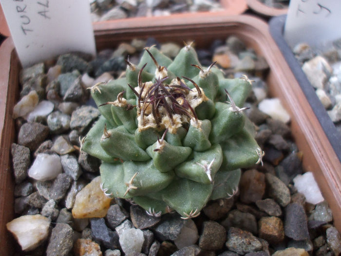 DSCF6778 - Turbinicarpus