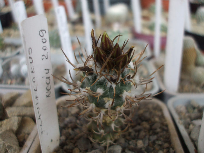 DSCF6779 - Turbinicarpus