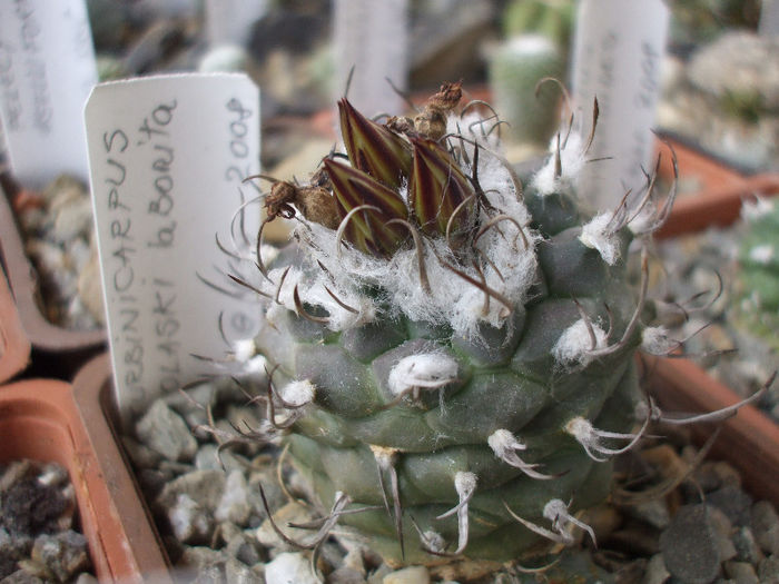 DSCF6783 - Turbinicarpus