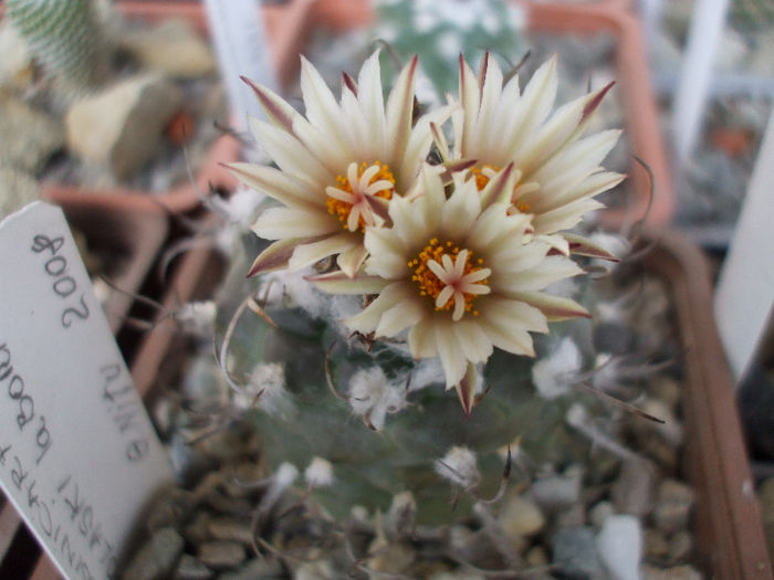 DSCF6801 - Turbinicarpus