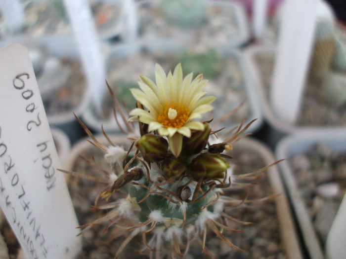 DSCF6802 - Turbinicarpus