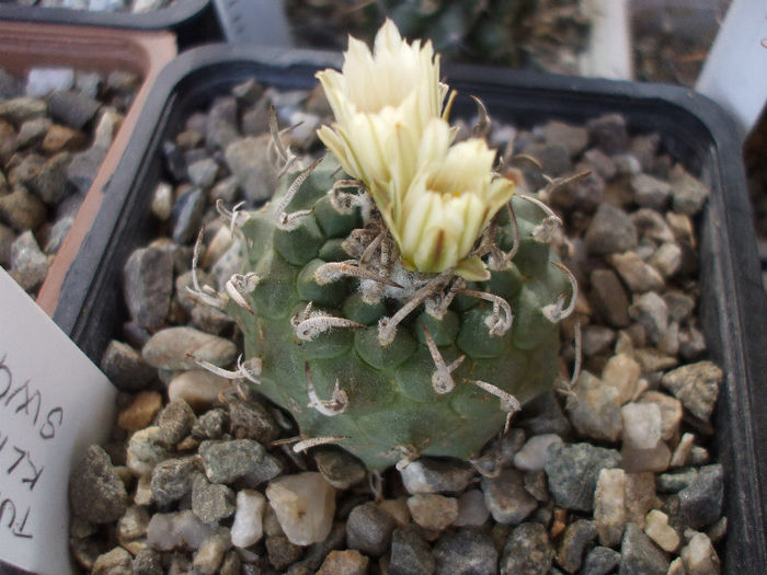 DSCF6803 - Turbinicarpus