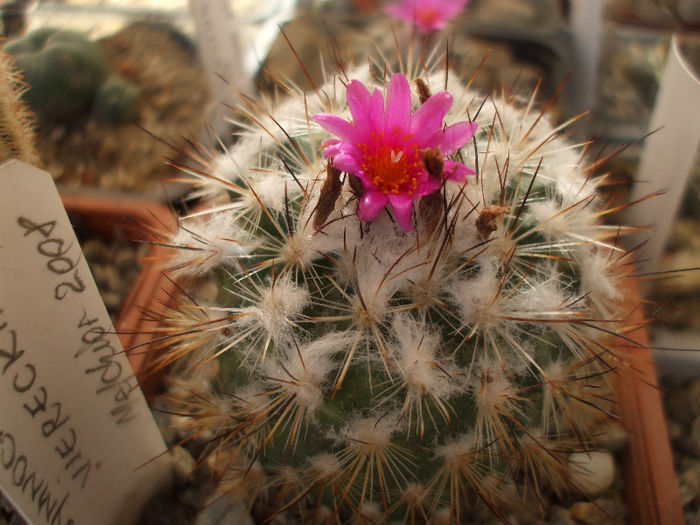 DSCF6807 - Turbinicarpus