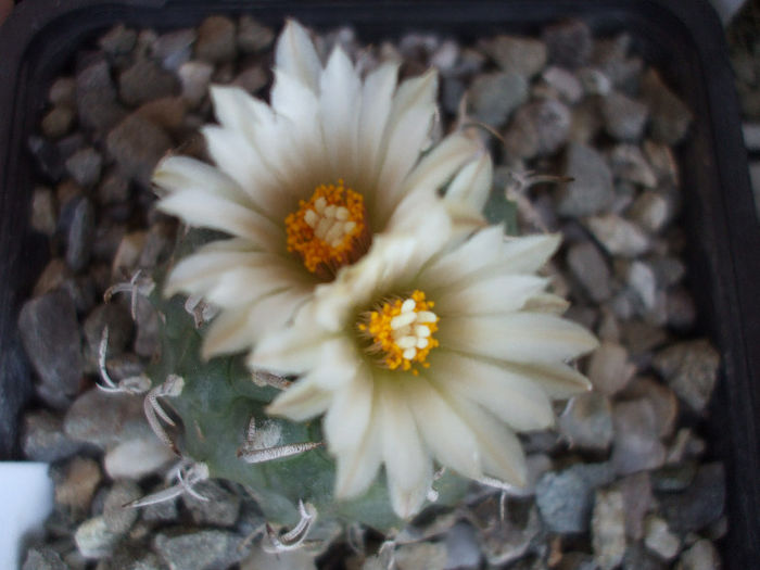 DSCF6824 - Turbinicarpus