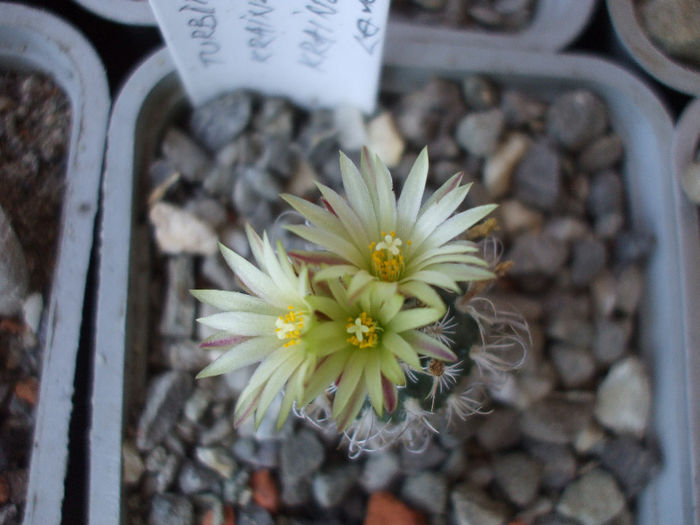 DSCF6829 - Turbinicarpus