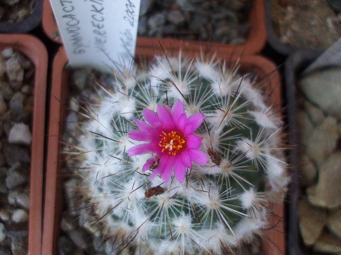 DSCF6833 - Turbinicarpus