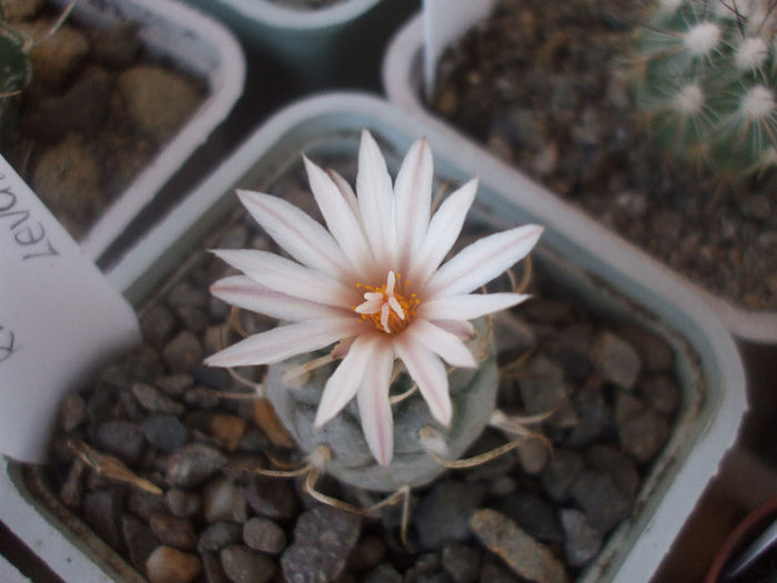 Picture 061 - Turbinicarpus