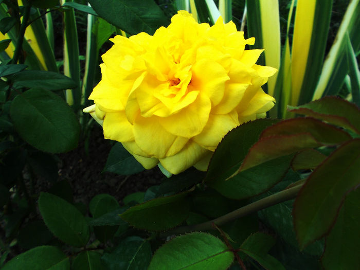 GOLDEN PARFUME