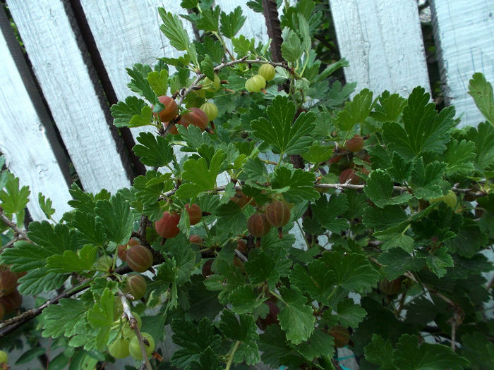 Agrise