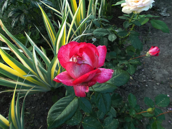 ROSE GAUJARD