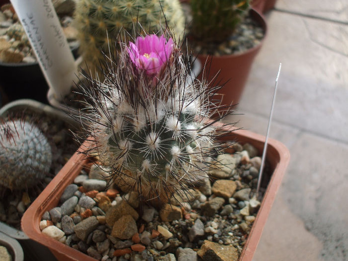 Rapicactus booleanus