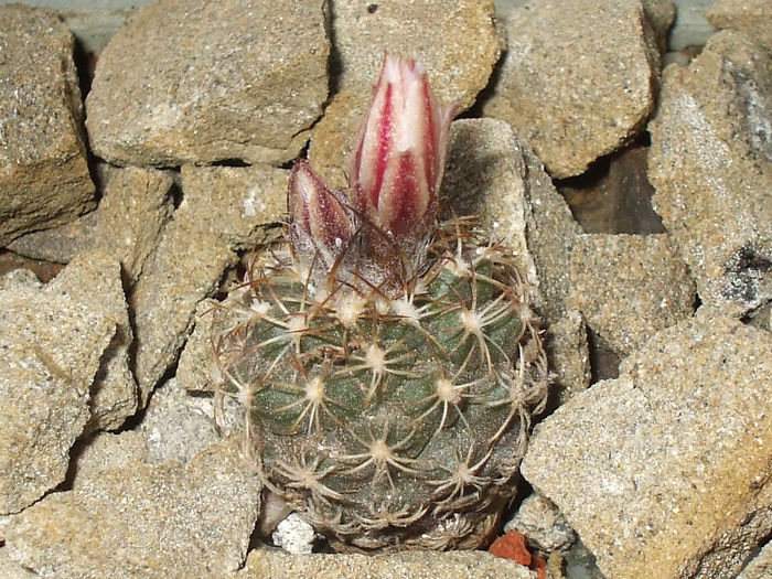 T. laui pe mineral