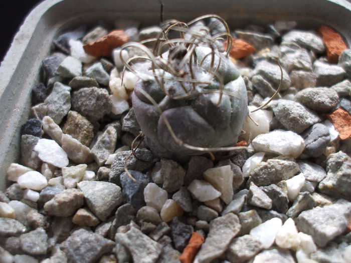 T. macrochele ssp. macrochele