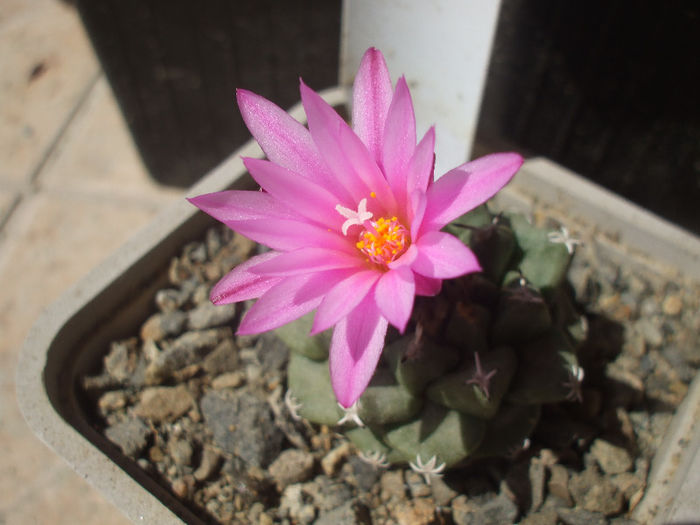 Turbinicarpus alonsoi , floare