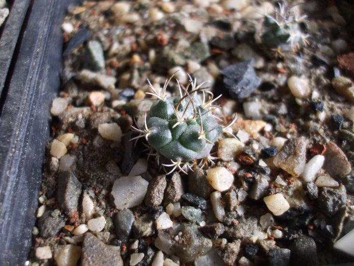 Turbinicarpus bonatzii