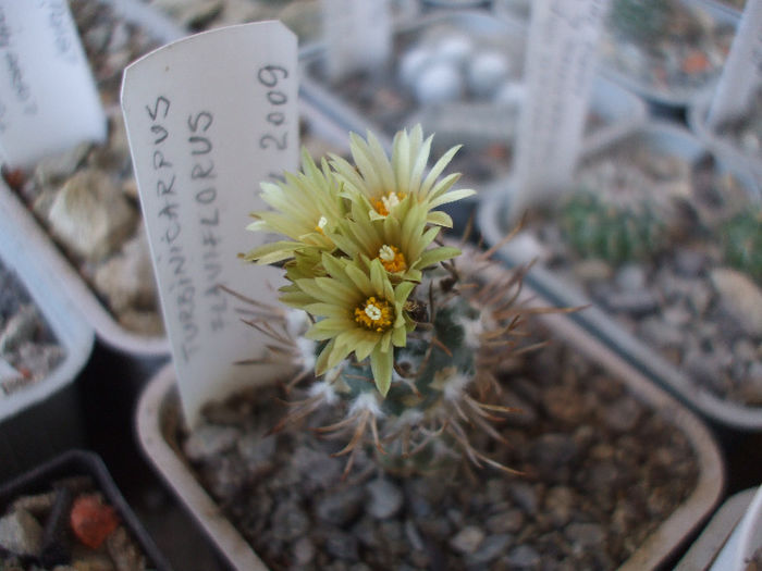 Turbinicarpus flaviflorus 2