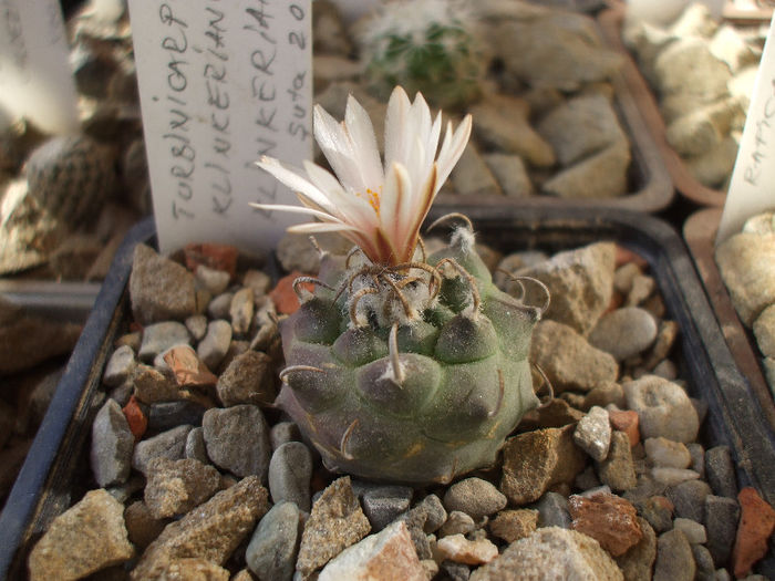 Turbinicarpus klinkerianus ssp. klinkerianus 2 iun