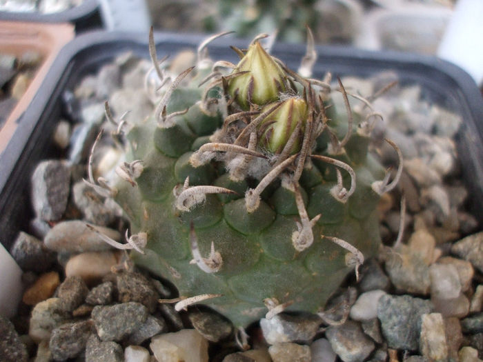 Turbinicarpus klinkerianus ssp. schwarzii