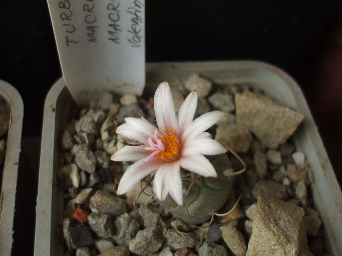 Turbinicarpus macrochele ssp. macrochele