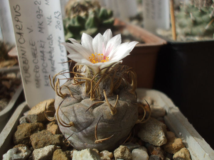 Turbinicarpus macrochele ssp. macrochele v. kupcakii MK 93.293 , Matehuala NL